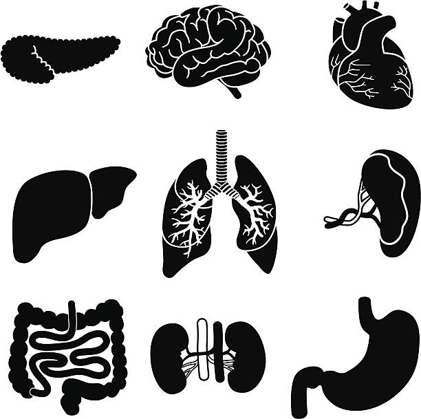 human organs Vector icons of human organs: pancreas, brain, heart, liver, lungs, spleen, intestines, kidneys,and stomach. human internal organ illustrations stock illustrations