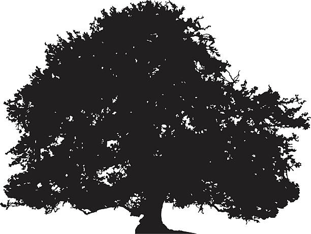 illustrazioni stock, clip art, cartoni animati e icone di tendenza di silhouette vettoriali di albero di quercia - chestnut tree leaf tree white background