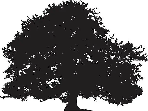 Vector illustration of Oak tree silhouette vector