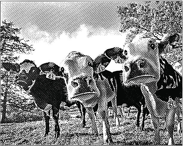 Curious Cows Engraving illustration of three curious cows. herd of cows stock illustrations