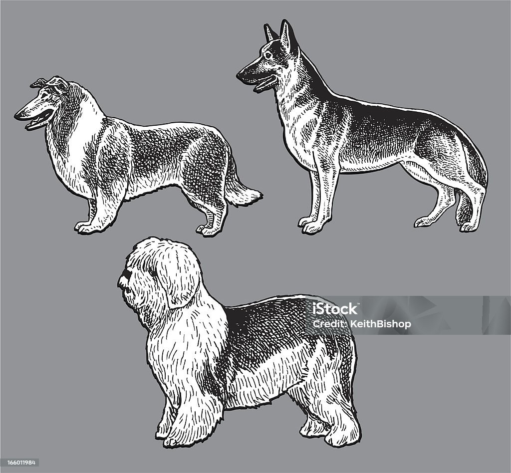 Собаки-Пасти, Старый Английский овец собака, колли, Немецкая овчарка - Векторная графика Иллюстрация роялти-фри