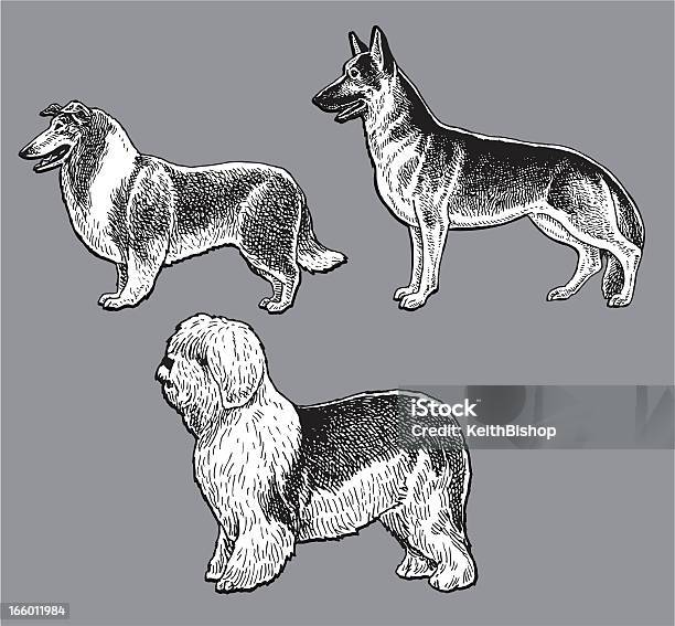 Собакипасти Старый Английский Овец Собака Колли Немецкая Овчарка — стоковая векторная графика и другие изображения на тему Иллюстрация