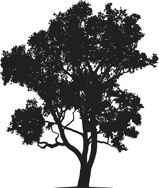 illustrations, cliparts, dessins animés et icônes de eucalyptus silhouette vecteur - park tree landscape botany