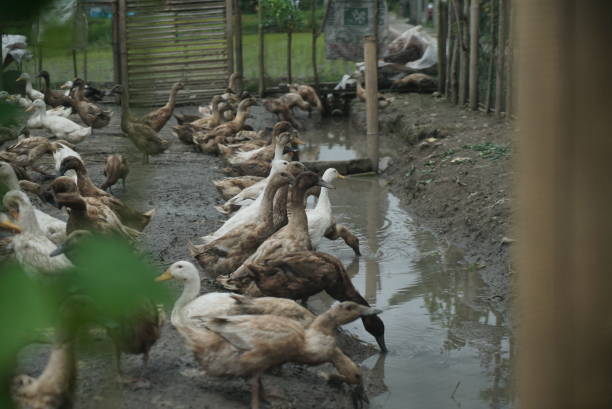 istock ducks relaxing in the cage 1660122350