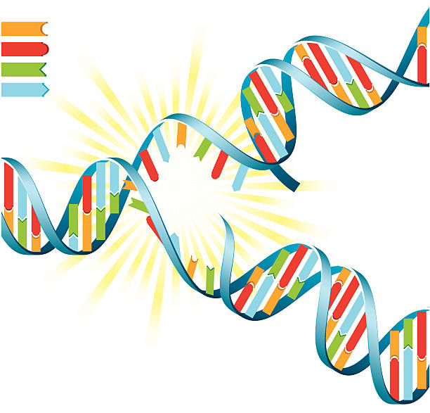 DNA Replication vector art illustration