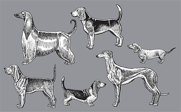 Hound Dogs- Dachshund, Blood, Greyhound, Basset, Afghan, Beagle Hound dogs. Pen and Ink style illustration of mans best friend, Dachshund, Blood Hound, Greyhound, Basset Hound, Afghan hound, Beagle dog. Check out my "Vectors Animals & Insects" light box for more. bloodhound stock illustrations