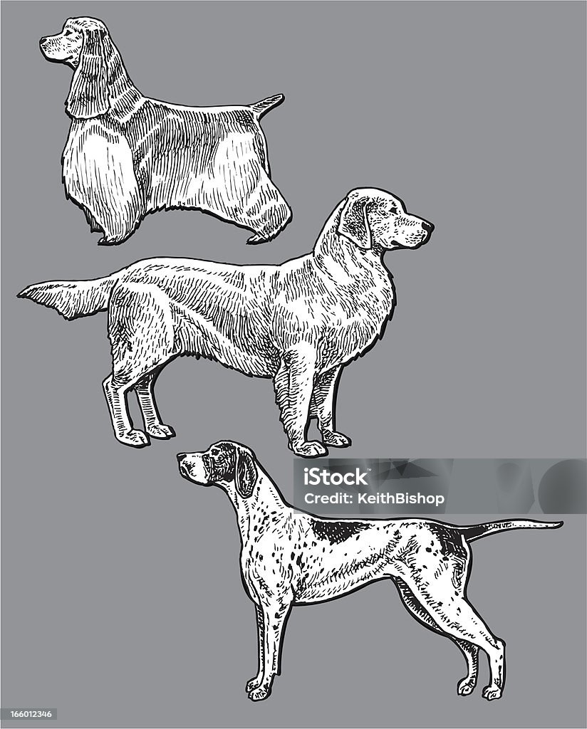 Sport cani-puntatore, Golden Retriever, Cocker Spaniel - arte vettoriale royalty-free di Pointer - Cane