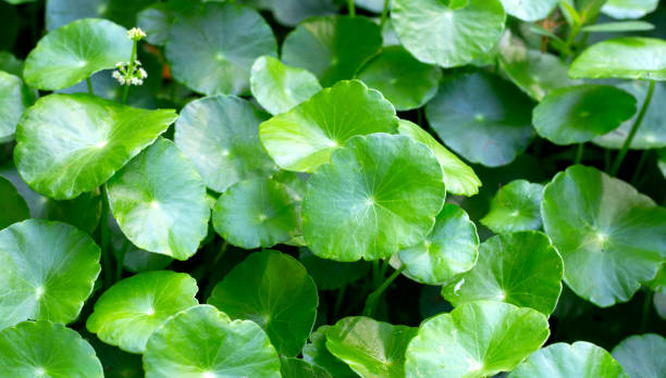 istock Centella asiatica (gotu kola). Fresh green leaves herb background. 1660147892