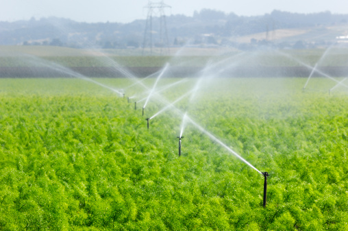 Rows of fennel (Foeniculum vulgare) growing on a central coast farm being watered with agriculture sprinklers.