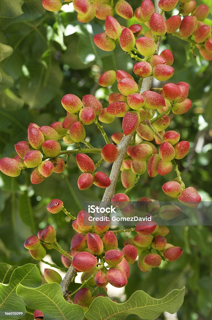 Close-up de maturação na Árvore de Pistachio - Foto de stock de Pistache royalty-free