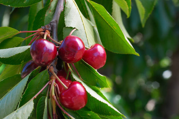 istock Close-up of Ripening Cherries On Tree 166015112