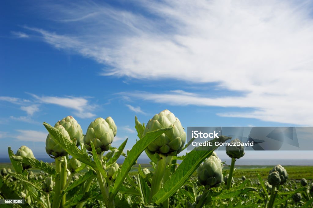 Close-up de maturação alcachofras globos de crescimento na zona Rural do campo - Foto de stock de Agricultura royalty-free