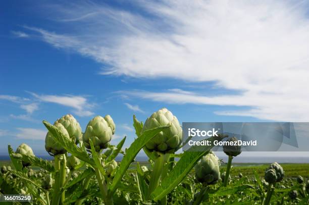 Foto de Closeup De Maturação Alcachofras Globos De Crescimento Na Zona Rural Do Campo e mais fotos de stock de Agricultura