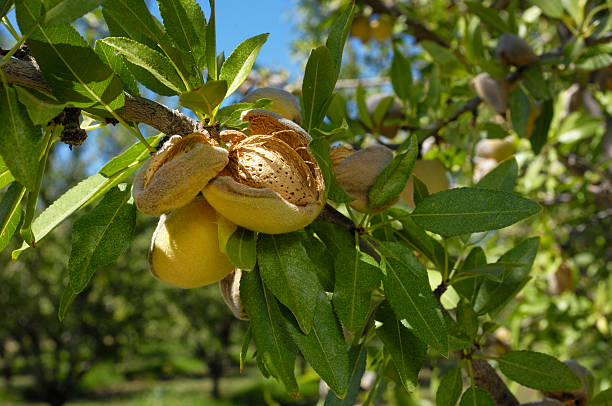 Close-up of Ripening Organic Almonds on Tree Close-up of ripening organic almond (Prunus dulcis) fruit growing in clusters on a central California orchard. almond tree photos stock pictures, royalty-free photos & images