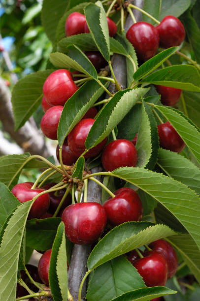 istock Close-up of Ripening Cherries On Tree 166015500