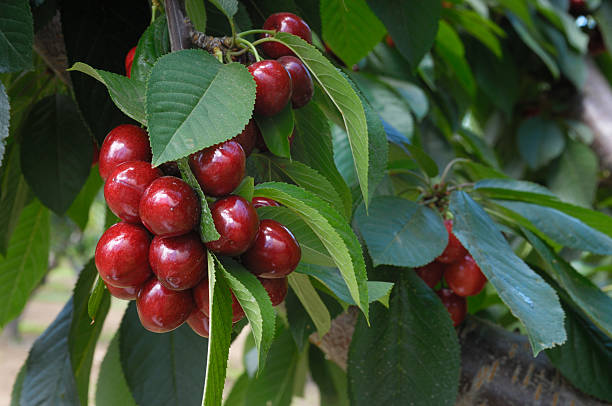 istock Close-up of Ripening Cherries On Tree 166015502