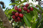 Close-up of Ripening Cherries On Tree