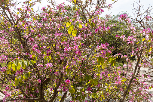 The Twigs of orchid tree with young green leaves and pink flowers on a blue background in spring in a park