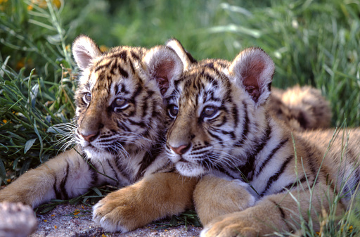 Tiger cubs are born blind and are completely dependent on their mother. Newborn tiger cubs weigh between 1.75 to 3.5 pounds and their eyes will open sometime between six to twelve days.