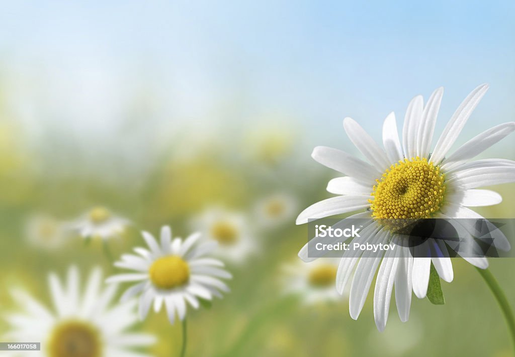 Daisy Meadow Summer meadow with a lot of copy space. Flower Stock Photo