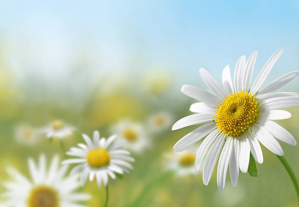Daisy Meadow Summer meadow with a lot of copy space. ornamental garden photos stock pictures, royalty-free photos & images