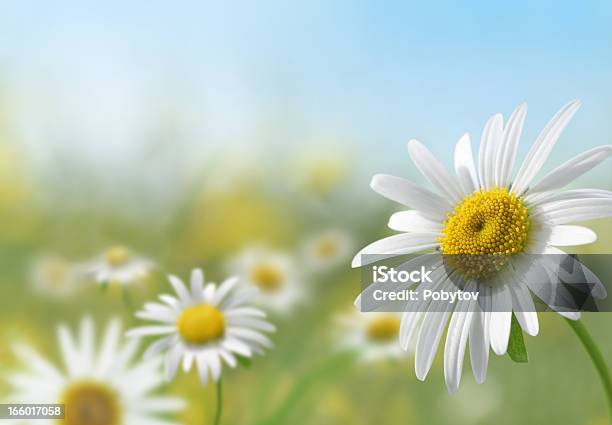 Daisy Meadow Stock Photo - Download Image Now - Flower, Springtime, Daisy