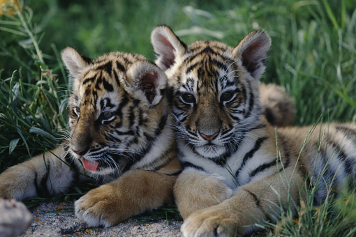 close-up of a  young siberian tiger carried by its mother