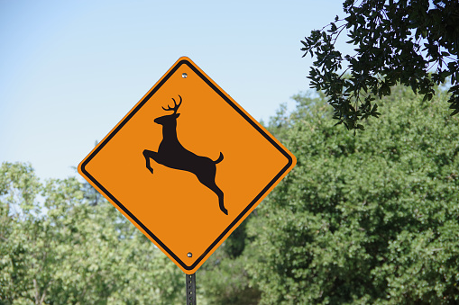 DEER WARNING sign at a rural road