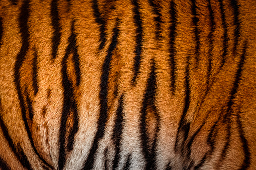 Siberian tiger (Panthera tigris altaica), also known as the Amur tiger.