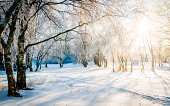 Bare trees in a forest in sunny winter