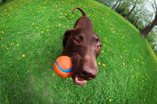 szczęśliwy pies żuć ball - dog park retrieving humor zdjęcia i obrazy z banku zdjęć