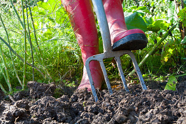 excavando una vegetación del jardín de vegetales - prepared sole fotografías e imágenes de stock