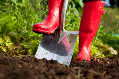 Low angle close-up of a gardener in red wellington boots digging over soil in an organic vegetable garden with a stainless steel garden spade. Bright green foliage behind with patch of blue sky on bright day.
