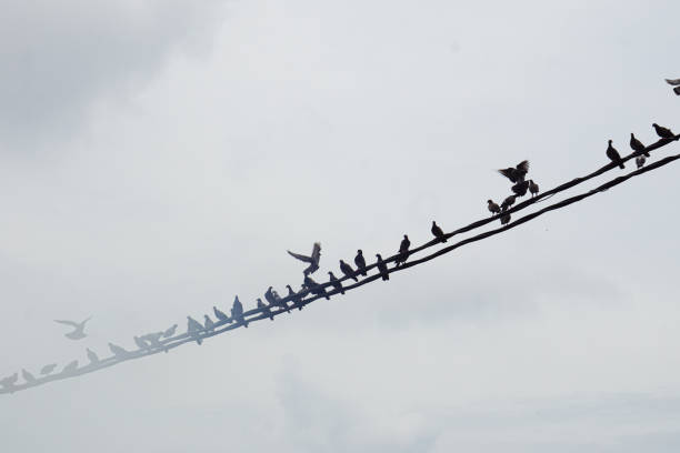 istock Pigeon on electric wires 1660189978