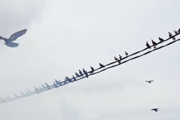 istock Pigeon on electric wires 1660190504