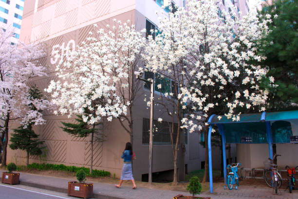 White magnolias are blooming. warm sunshine - mokryeon, kobushi magnolia, Magnolia kobus