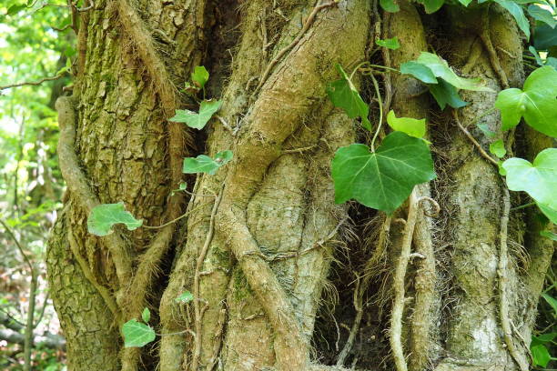 trepadeiras em galhos de árvores em uma floresta europeia. sérvia, parque nacional fruska gora. uma planta que encontra suporte vertical. antenas, raízes aventuriosas, anexos. liana é a forma de vida das plantas. - vertical forest national forest woods - fotografias e filmes do acervo