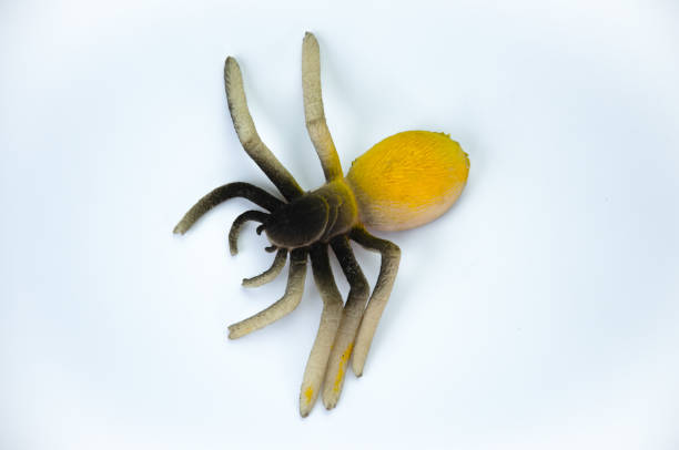 istock toy spider yellow on white background 1660213765