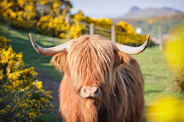 highland kuh in blühenden stechginster - schottisches hochland stock-fotos und bilder