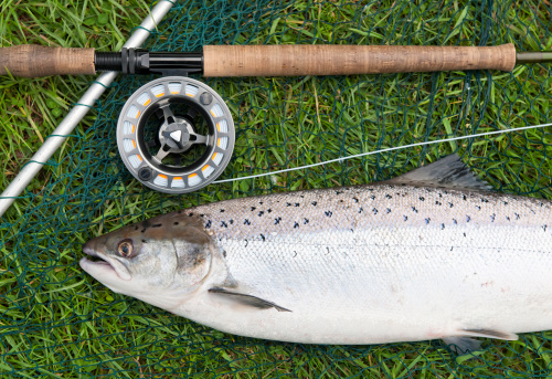 Close-up of a recently caught wild Atlantic Salmon on a grassy riverbank, next to a fly fishing rod and reel.