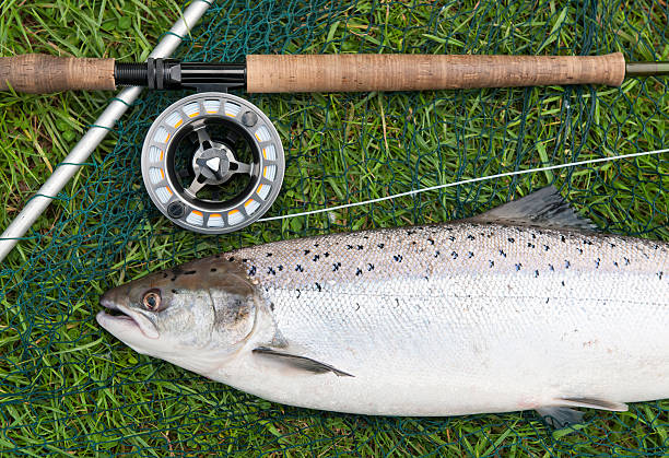 Fresh Wild Salmon Catch Close-up of a recently caught wild Atlantic Salmon on a grassy riverbank, next to a fly fishing rod and reel. fly fishing scotland stock pictures, royalty-free photos & images