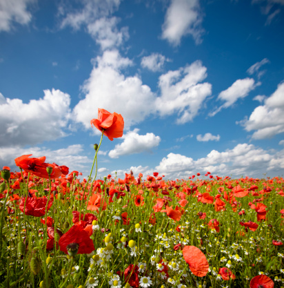 Poppy field, panoramic nature background, selective focus