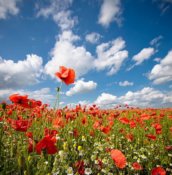 papoila selvagem campo - field poppy single flower flower imagens e fotografias de stock