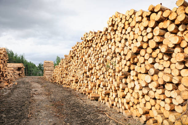 pila de madera de corte - lumber industry lumberyard stack wood fotografías e imágenes de stock