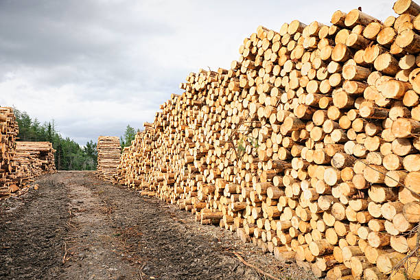 cut-timber-stack.jpg