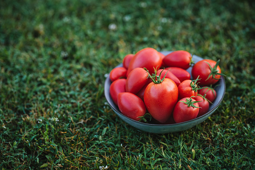 Bowl with freshly harvested tomatoes