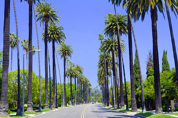 straße mit palmen in los angeles county - southern california palm tree beverly hills california california stock-fotos und bilder