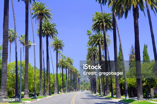 istock Road with palm trees in Los Angeles County 166023971