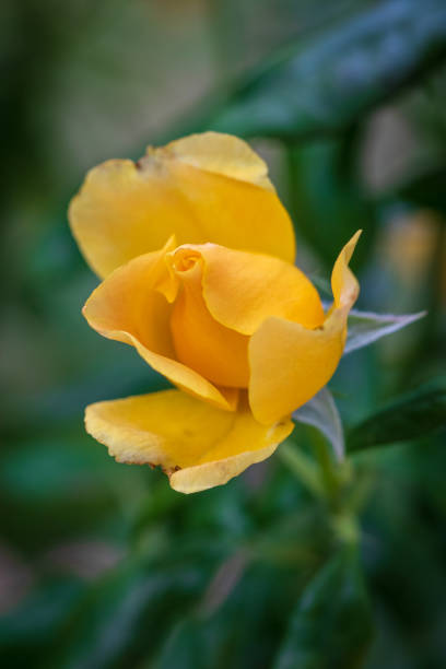 Yellow Rose In The Garden stock photo