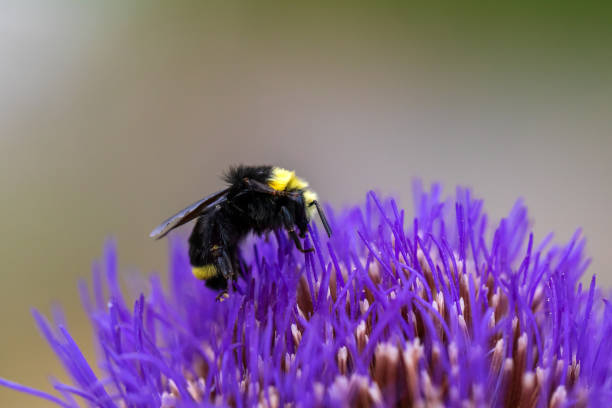 istock Bee Close-up On A Flower 1660242724